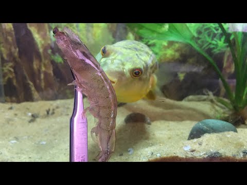 Video Cho Cá Nóc fahaka Ăn Tôm - youtube