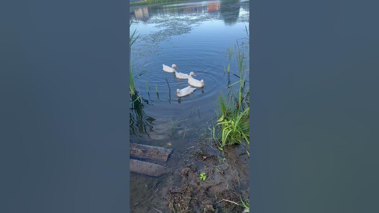 Гуси-гуси га-га-га.🙂☺️😉 - YouTube