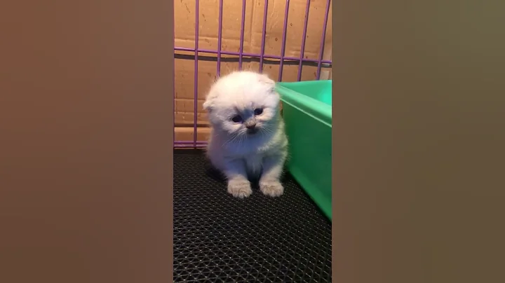 Video 9221311: scottish fold cat kitten, kucing scottish fold, fold cat scottishfold