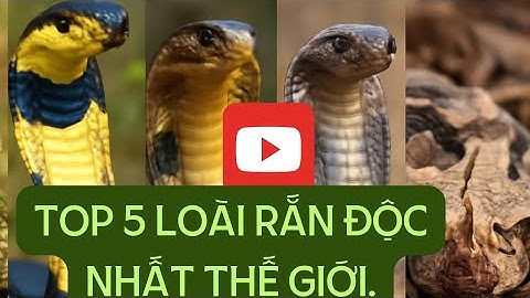 TOP 5 meest giftige slangen ter wereld