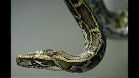 The Indian tribesmen catching giant snakes in Florida