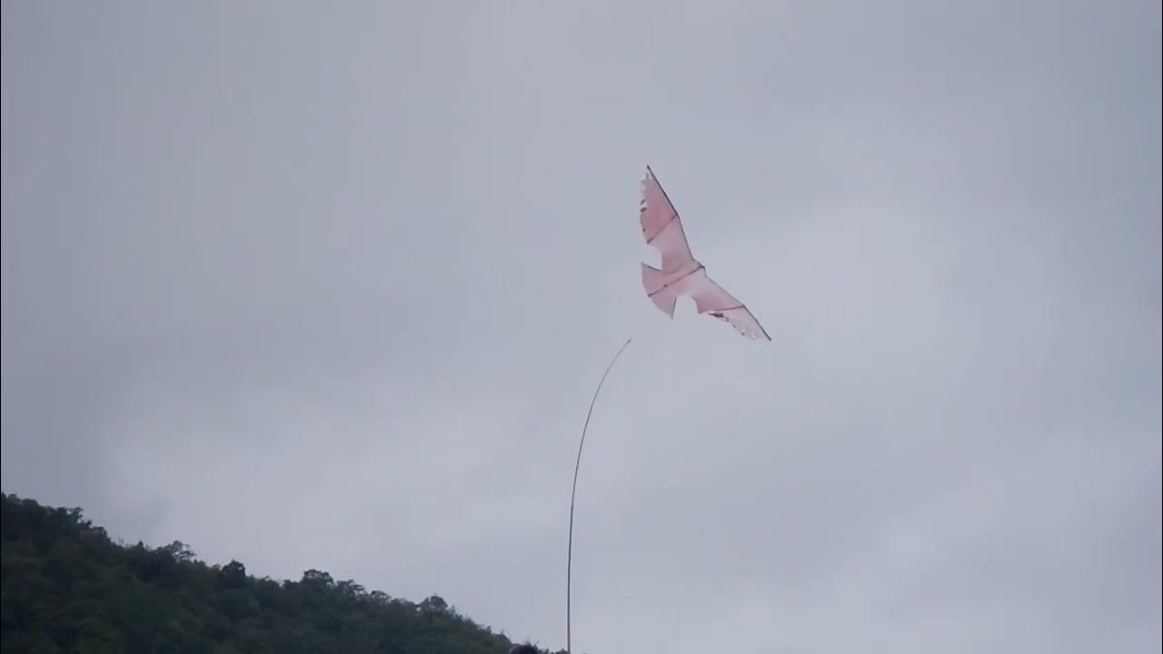 bird shaped kite 鳥型のカイト YouTube