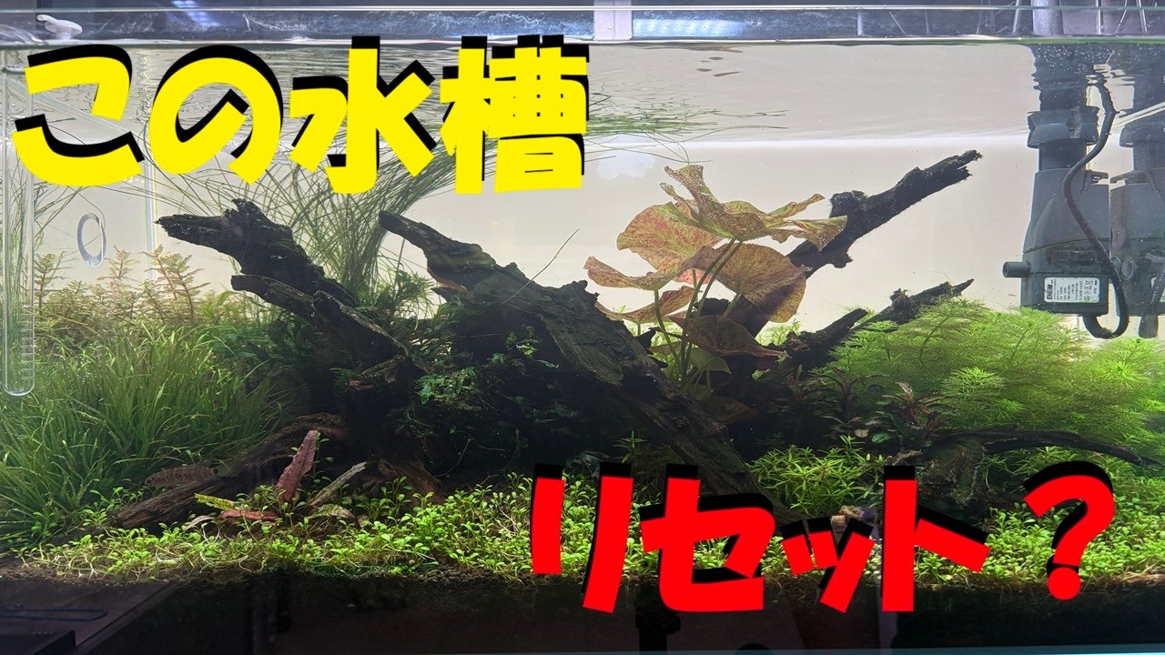水槽をいつもキレイに！ 60cm Tank] I want to start over. I'm struggling with whether to