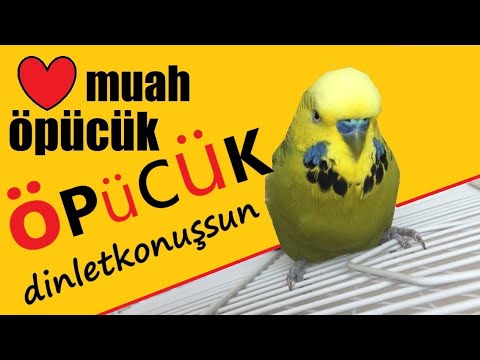 Muah Öpücük Öpücük Islık sesi - Konuşan Muhabbet Kuşu Fıstık dinlet konuşsun