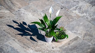 Travertine Paver Premium Silver Tumbled 610x406x30mm