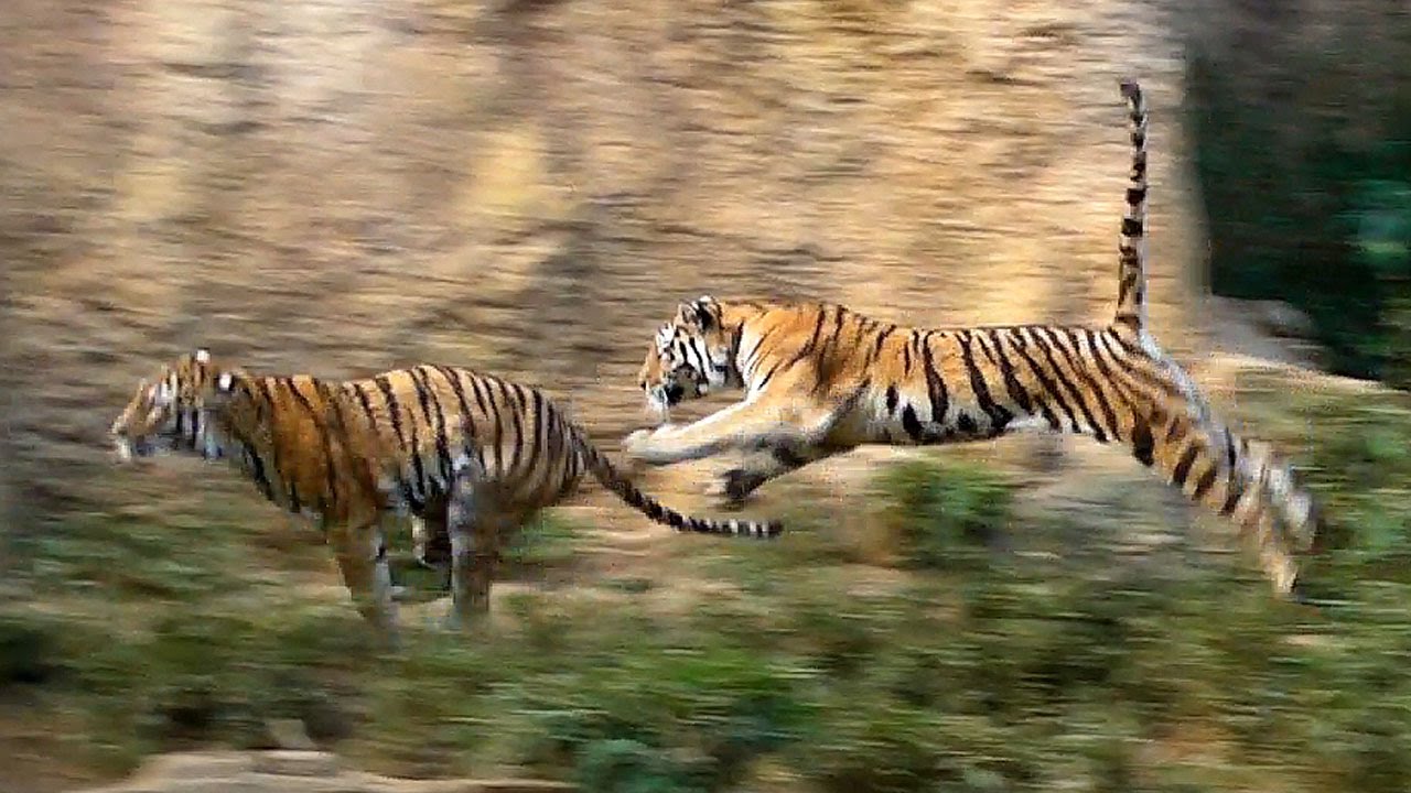 走るアムールトラ シズカ親子 多摩動物公園12 Siberian Tiger Parent And Child Run Youtube