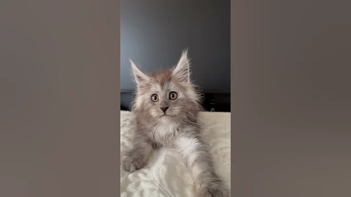 Video 11673771: silver maine coon kitten, maine coon female kitten, maine coon kitten meets, black maine coon kitten, kittens usa