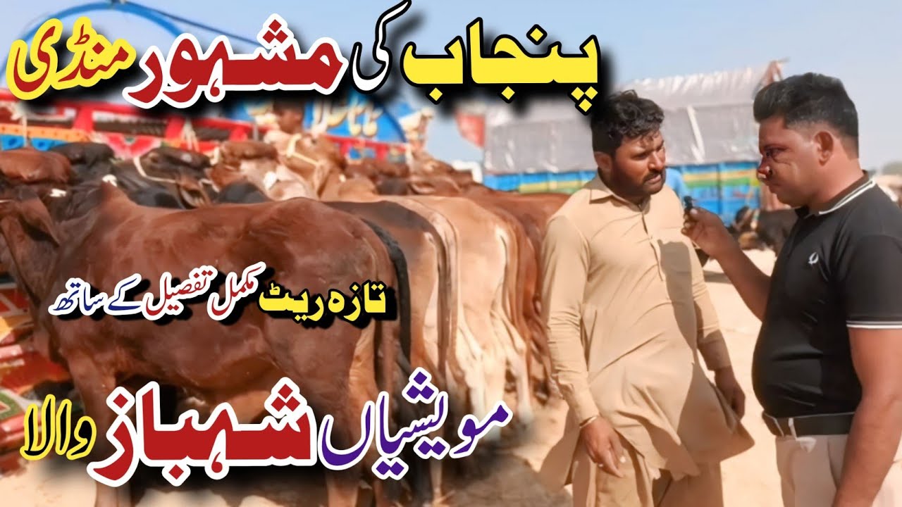 Shahbaz Wala Mandi Special | Cholistani Bachray Fresh Prices 5/11/25
