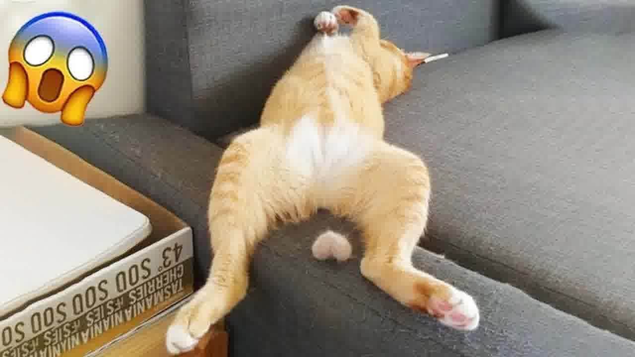 Funny animals will make you laugh to tears😁🐶