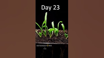 Growing spinach from seeds to harvest🌱 #shorts #timelapse #gardening