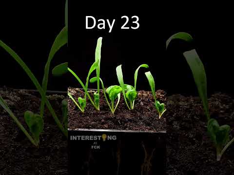Growing spinach from