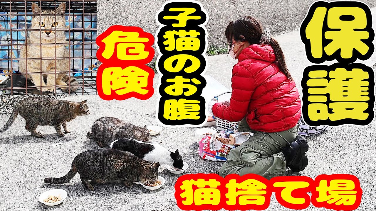 【子猫2匹緊急保護】子猫のお腹に６匹の子猫 ボランティアさんが愕然とした理由とは？