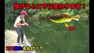 【コラボ企画】けいたのココ釣れるんけ！？ギルフラットは餌です