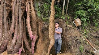 Download Lagu Trieu Kha earned a large sum of money from the wild potato farm. MP3