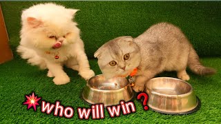 Argument over food⚡scottish Kitten Vs. classic persian Cat #meow