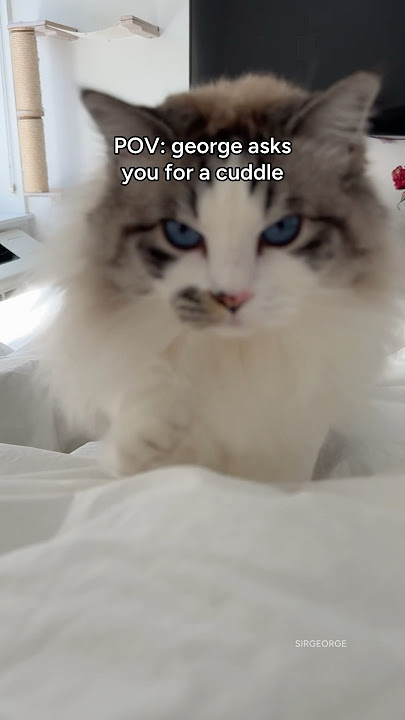 Download lagu Clingy cat meows for a cuddle! #sirgeorge #cutecat #ragdolls