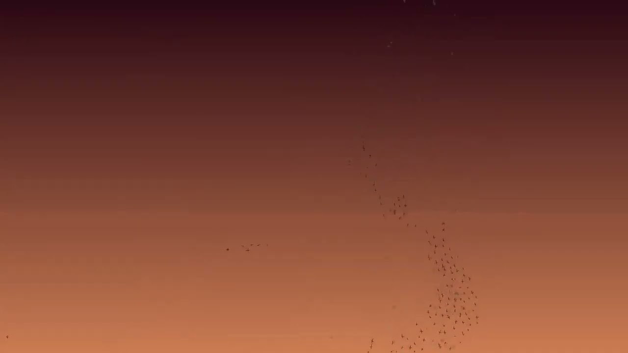 6 hours of Digital Murmuration