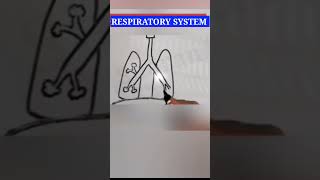 Easy Way To Draw Respiratory System - Class 10 Science