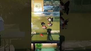 AQUARIUM OF GOLDFISH