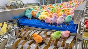 How Modern Chicken Is Really Made: Inside a High-Tech Broiler Megafactory