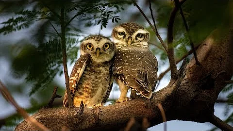 The Distinctive Calls of Owls: A Sampler / Owls Have Superior Senses /Great Horned Owl on the Hunt