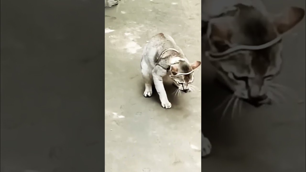 Real Khatron k Khilari - Baki sab Gataron k Khilari|| 