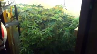 Miracle grow!grow day 17 of 12/12