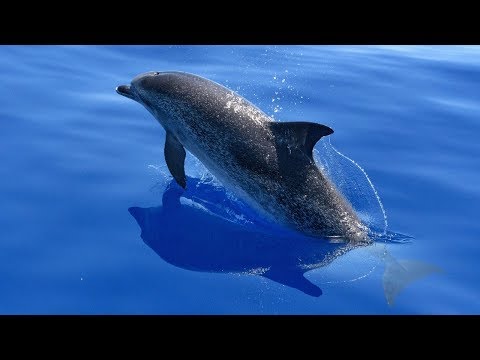 10 Facts about the Atlantic Spotted Dolphin that you didn´t know