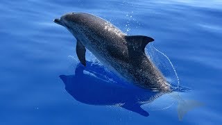 10 Facts about the Atlantic Spotted Dolphin that you didn´t know