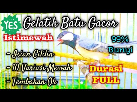 Suara masteran gelatik batu gelatik wingko 100 % ampuh buat gelatik lain langsung ikut rajin bunyi