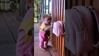 Sabka Dil Jeet Liya! 🐒💖 | Funny & Adorable Monkey Video