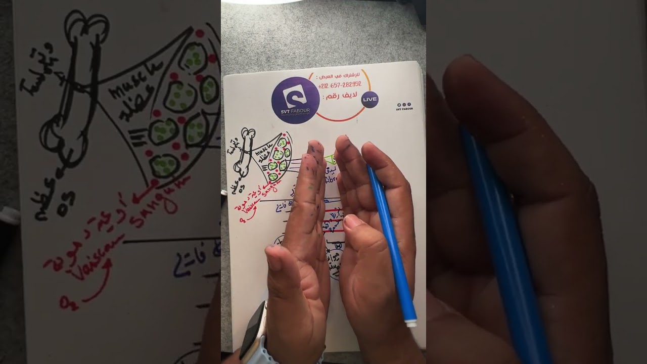 مراجعة أخيرة 🚨 درس العضلة muscle 🔥 Svt fabour Bac 2024