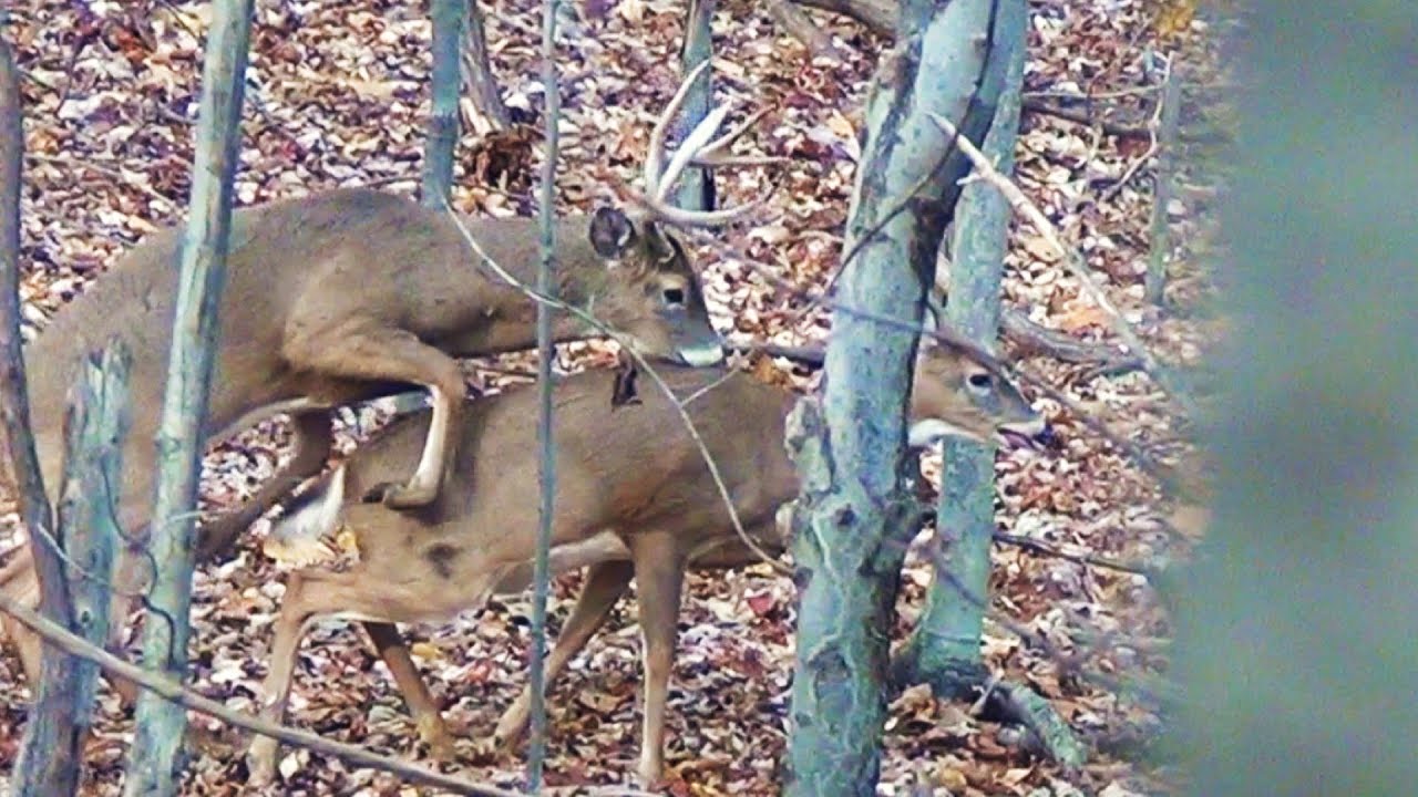shooting in dc Archery Season Extra Footage 2013 + More