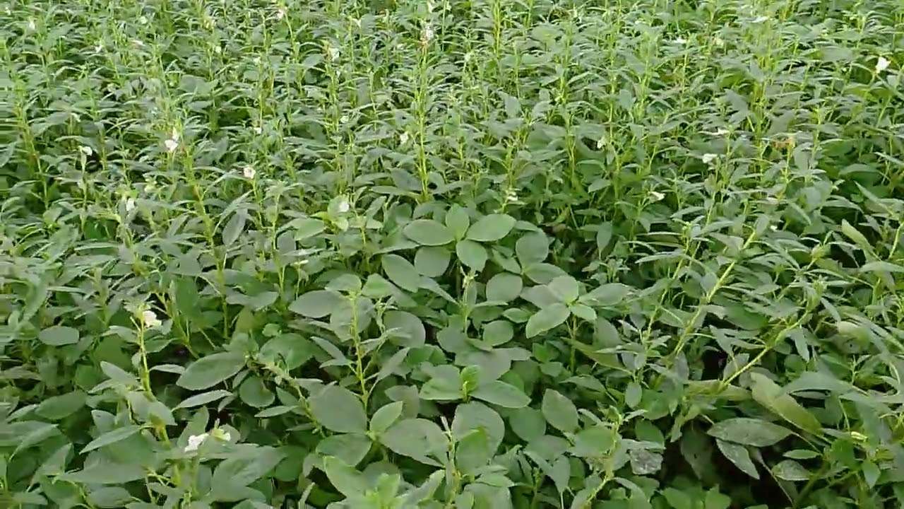 నూగు పంట