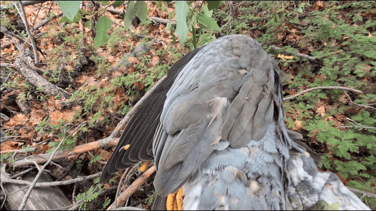 yos hav zoov tua nquab