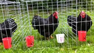 2018 black Wyandotte Cockerels