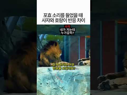 포효 소리를 들려줬을 때 사자와 호랑이는 어떤 반응을 보일까요? 🦁🐯