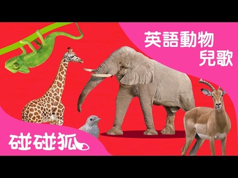 ABC Animal Train | 英語動物兒歌 | 碰碰狐！兒童兒歌