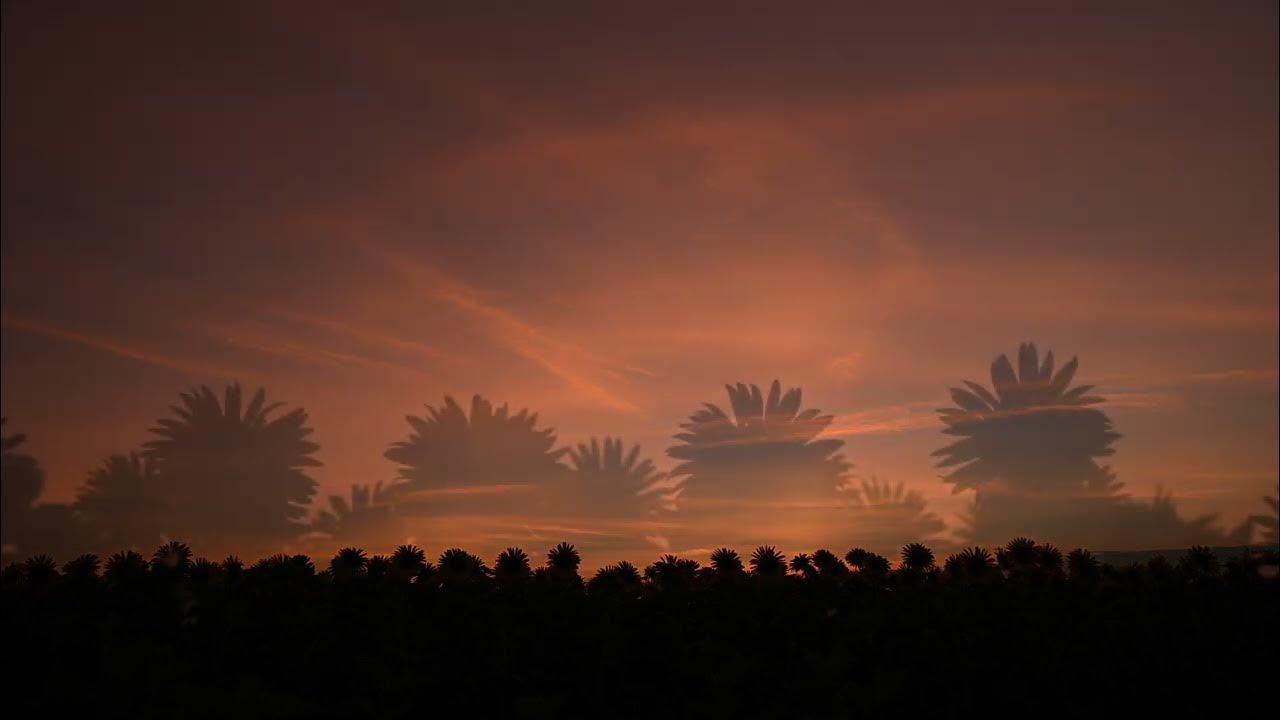 ひまわり YouTube Music