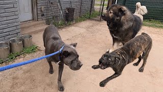 Hyper 11 Mos Old Female Corso Gets Timid When Introduced To My Dogs | Coi by The Dog Messiah 574 views 3 weeks ago 8 minutes, 40 seconds