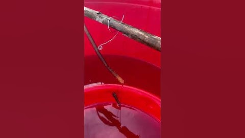 Rút nước mắm cá cơm từ lu 💕 #fishing