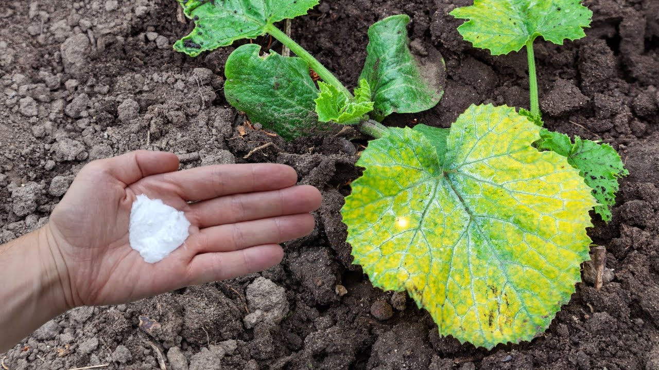 Сильнейшая защита сада от болезней! Нет больше желтых листьев!