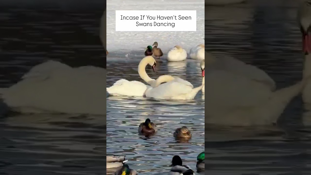 Mesmerizing Swan Dance 