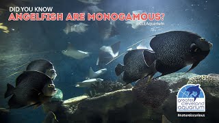 Are These Fish Monogamous? @CLEAquarium