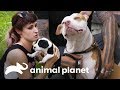 Os 3 resgates mais comoventes | Pit bulls e condenados | Animal Planet Brasil