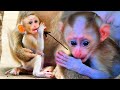 The sweet adorable baby monkey sucking a thumb waiting for milk during mother is busy of eating food