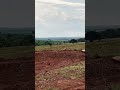 EMA adulta e 5 filhotes no cerrado goiano !!! Pontalina , Goiás
