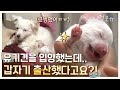 입양한 유기견이 갑자기 출산?! 뜻밖의 새로운 가족의 탄생 🐾✨ | KBS 생생정보통 2012 방송 image