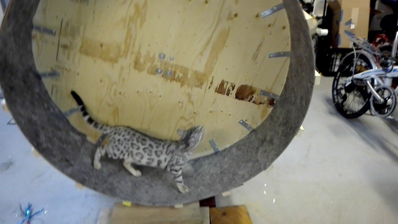 home made catwheel Roue pour chats fait maison YouTube