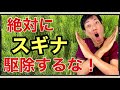 【驚愕！】スギナは絶対に駆除してはいけない！究極の雑草対策をご紹介。明日から雑草が宝に！！